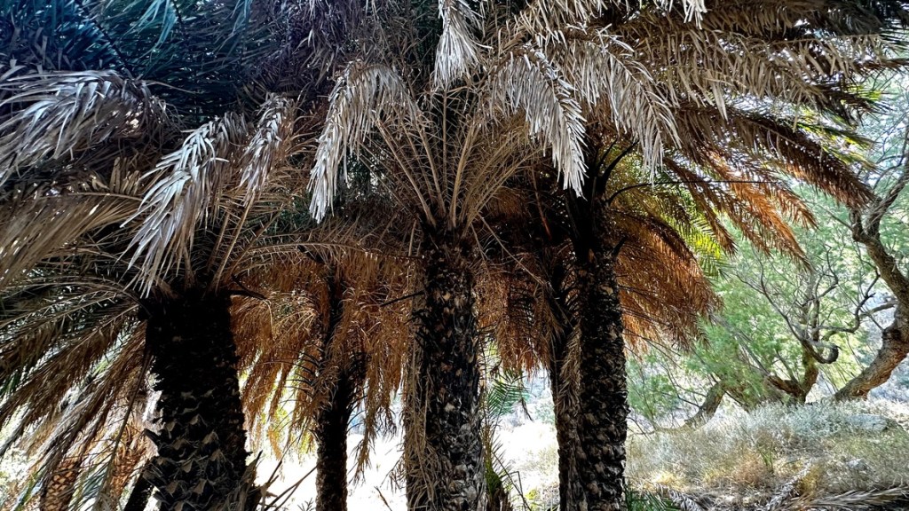 Palm grove