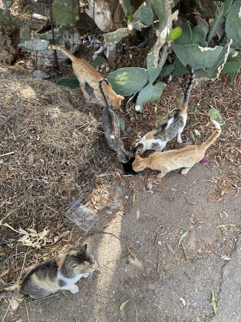 Two orange cats and two tabby/calico cats drinking water.
