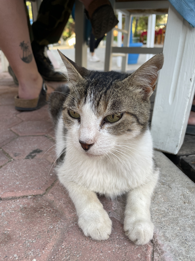 Pretty cat with tabby markings up the upper part of her face. The lower part is white.