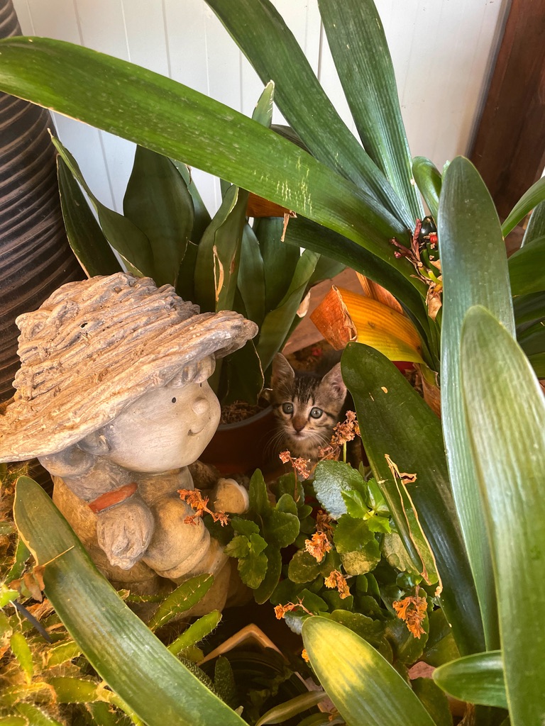 Pussy Pals with surprise&nbsp;guest!