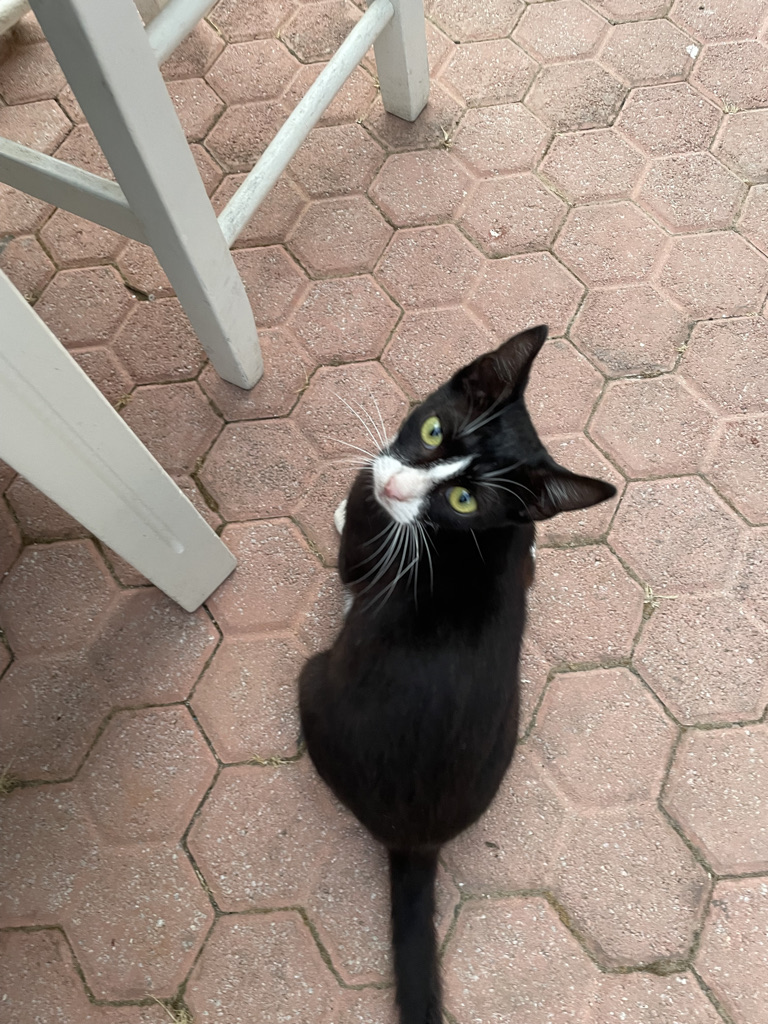 Black cat with white muzzle and stripe up his nose.