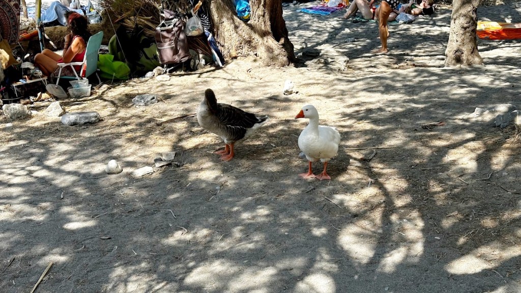 Two geese, one grey and one white, on Preveli Beach