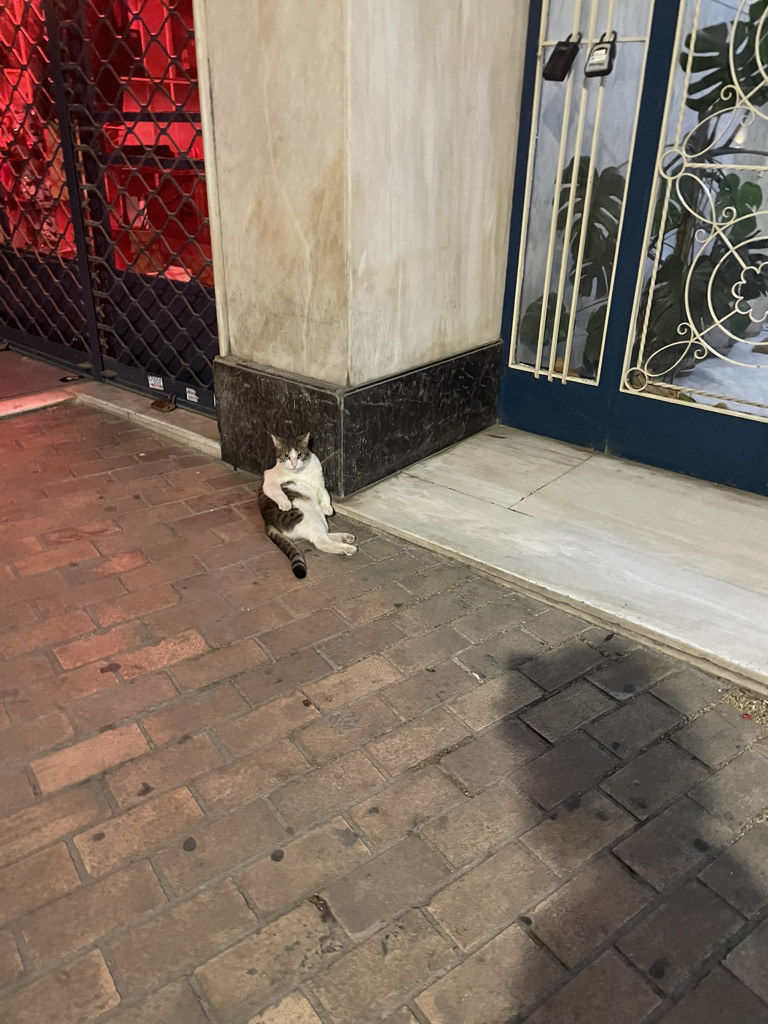 A cat who looks like one of Leonardo DiCaprio's french girls