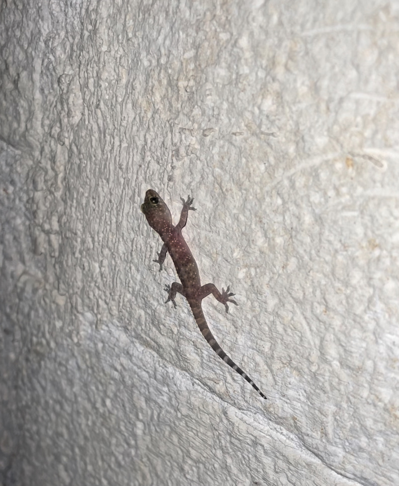 Baby lizard on my wall