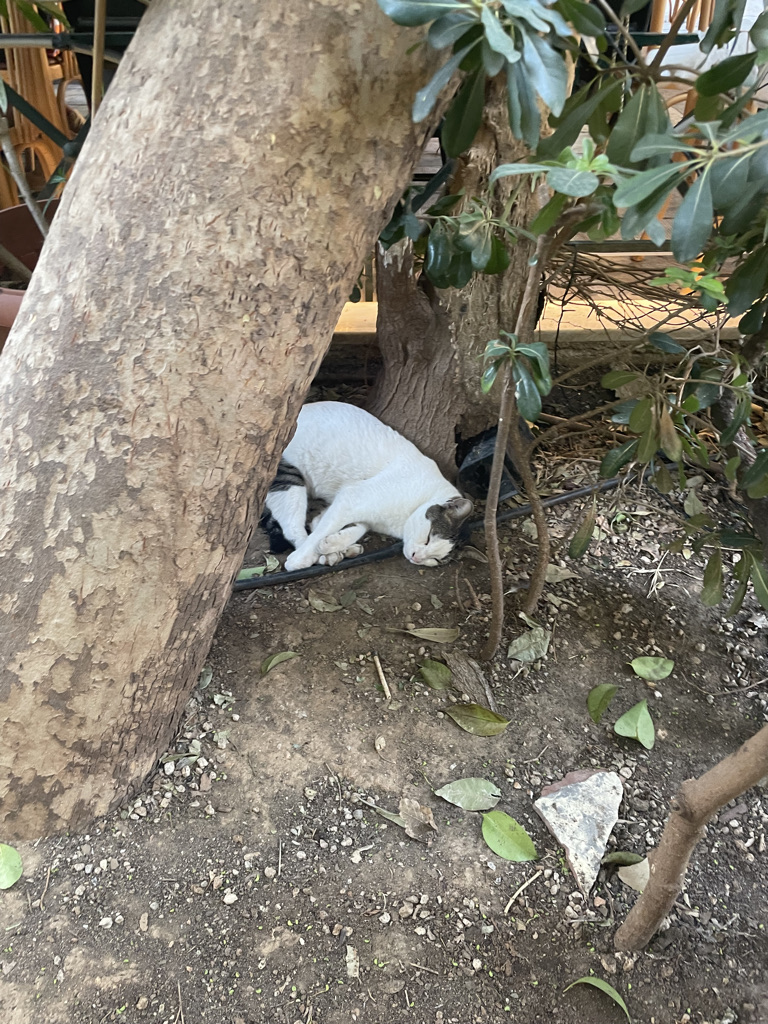 a sleeping black and white cat