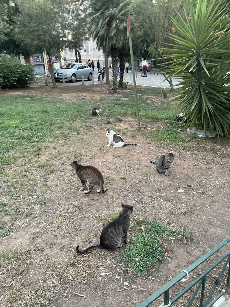 a bunch of cats in a park