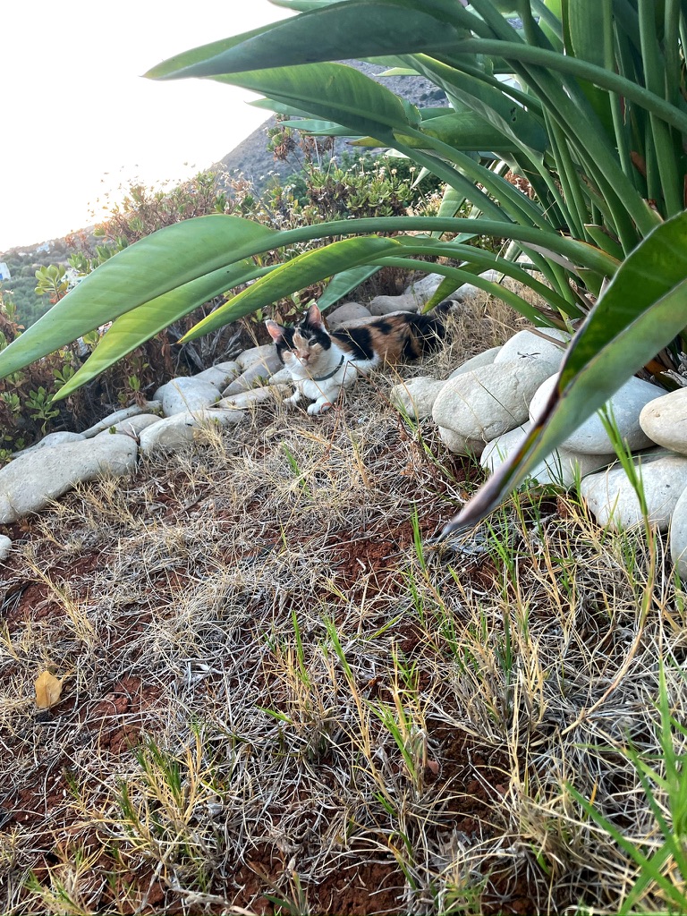 Our calico cat Bowie laying under a tropical plant
