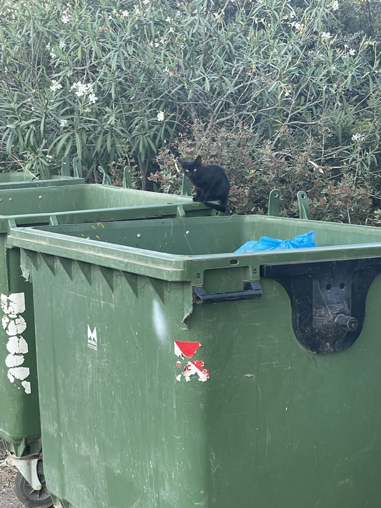 A black kitten on a dumpster