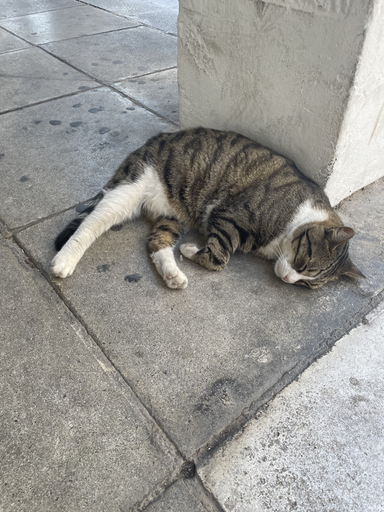 a tabby cat