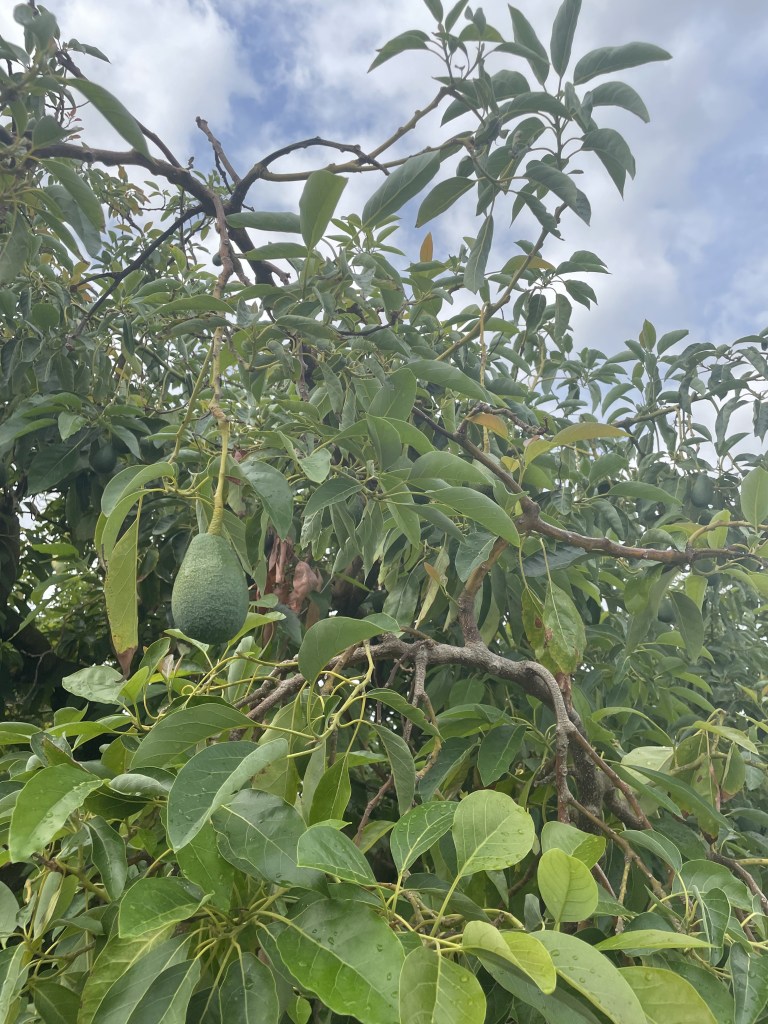 Avocado tree