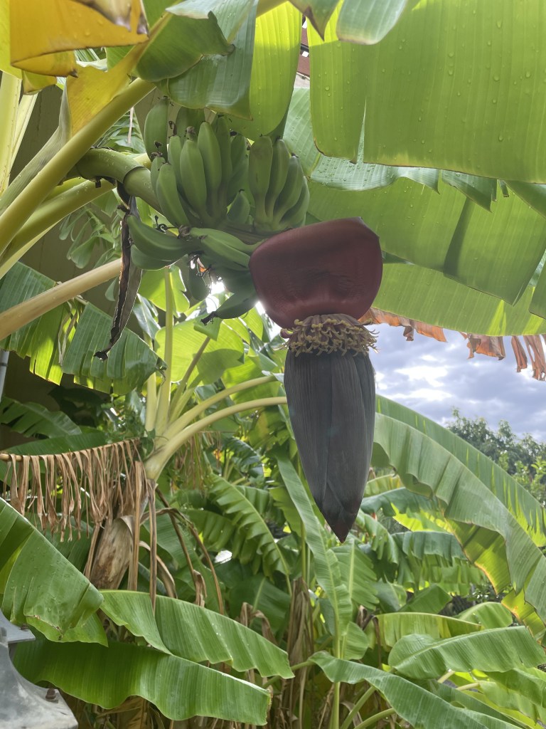 blooming banana tree
