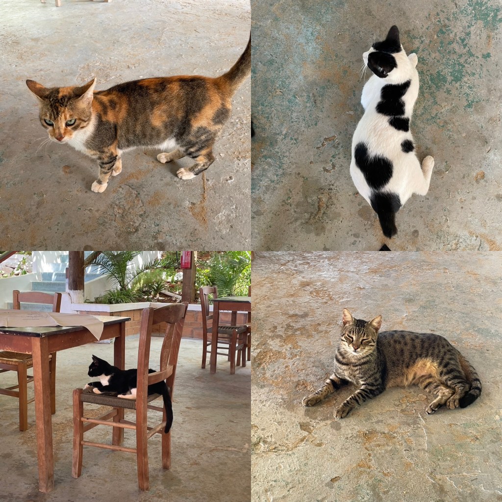 Four taverna cats