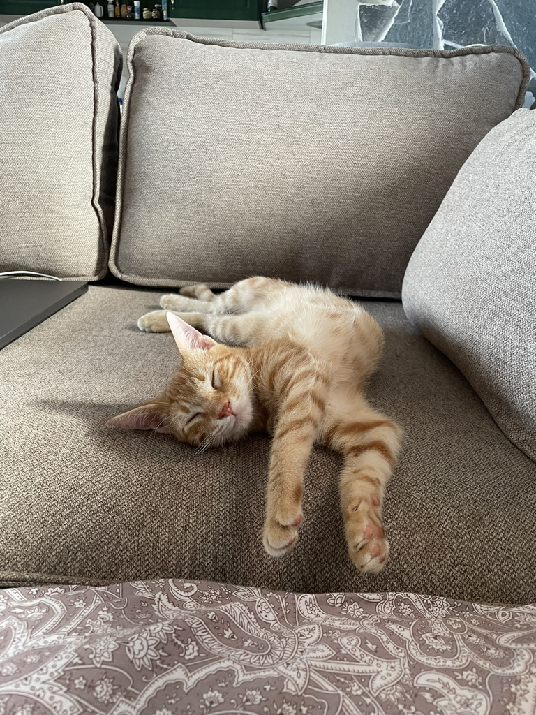 My kitten Cong, sleeping funny