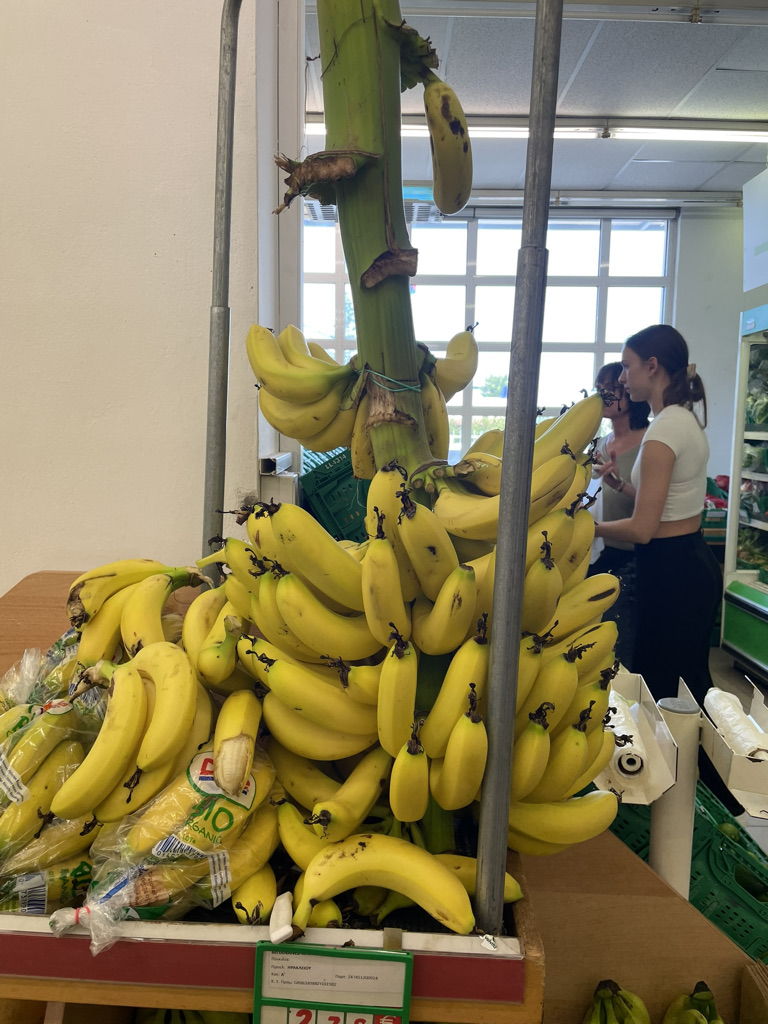Bananas for sale on a branch