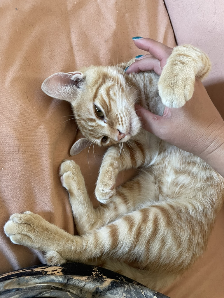 Me petting an orange tabby kitten