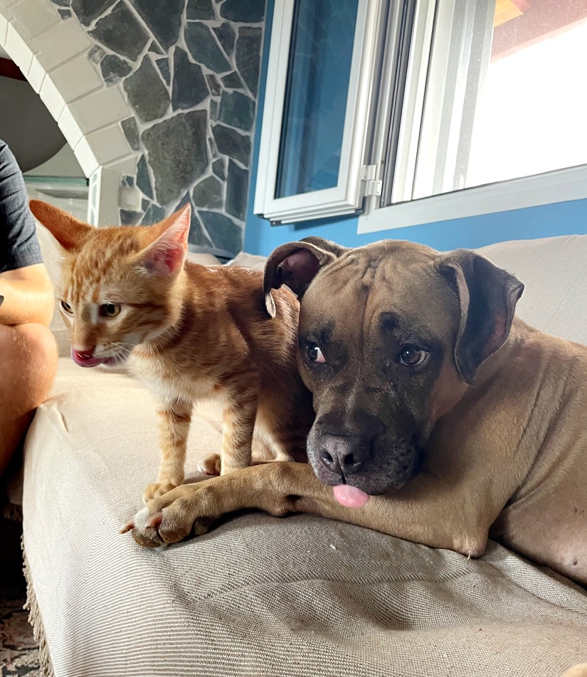 A dog and a kitten with their tongues out at the same time